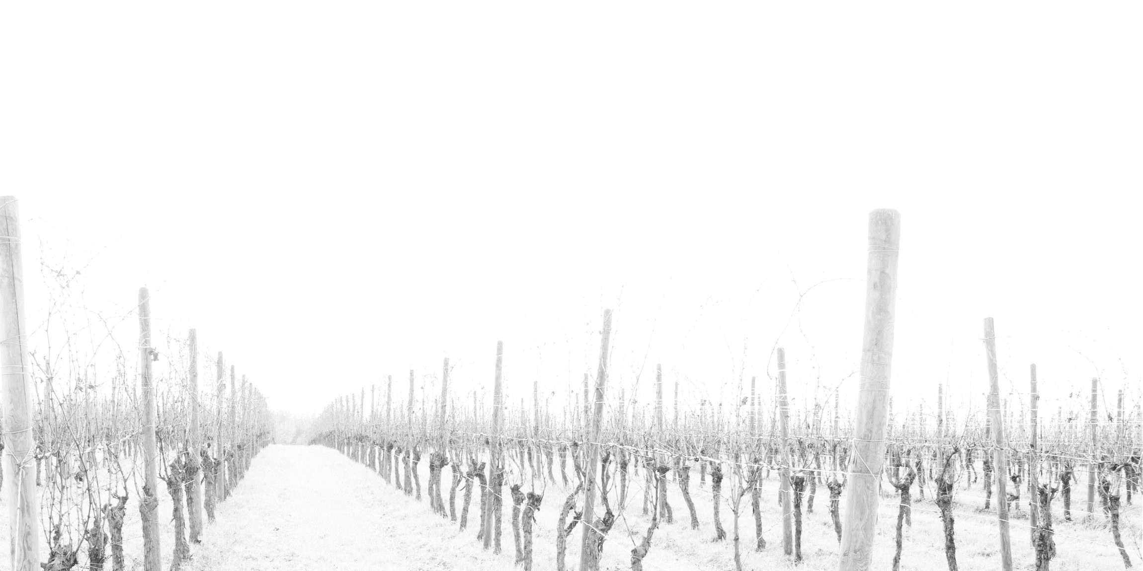 Rows of bare vines receding into the mist