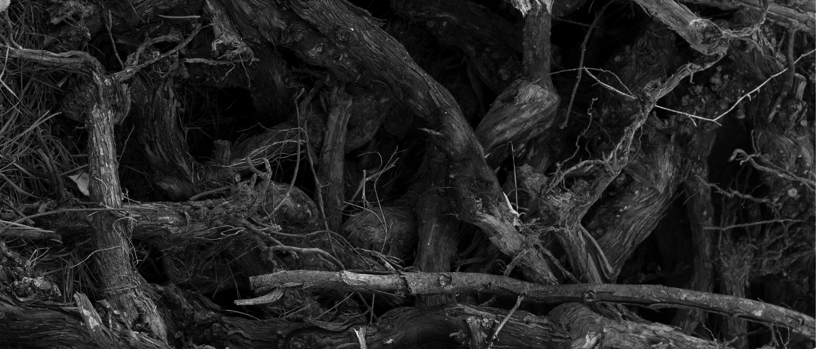 A tangle of old vine roots