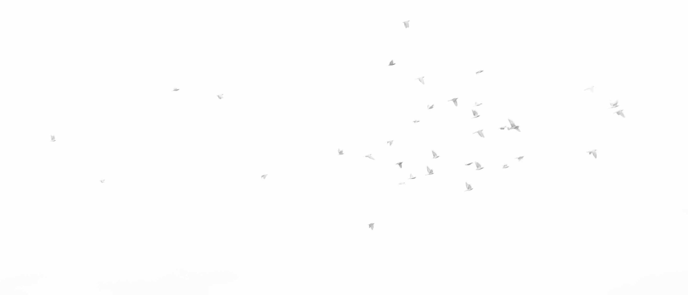 A flock of birds scattered across an empty sky